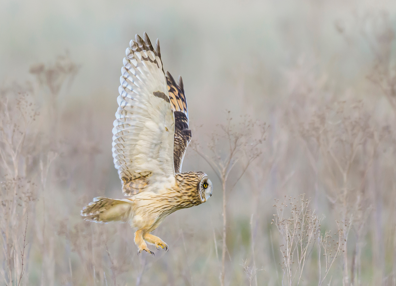 LOW FLYING SHORT EARED OWL by Phil Drury